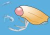 Extinct crustacean Dollocaris was all eyes
