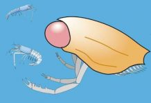 Extinct crustacean Dollocaris was all eyes