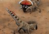 First demonstration of sexual selection in dinosaurs identified