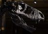 Geologist says dinosaur fossils found in western India