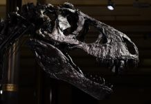 Geologist says dinosaur fossils found in western India