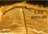 Growth rings on rocks give up North American climate secrets