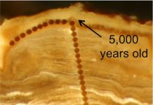 Growth rings on rocks give up North American climate secrets