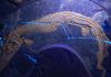 Last meal reflects spiral-shaped intestine