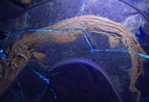 Last meal reflects spiral-shaped intestine