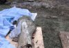 Mammoth bones uncovered at Oregon State University