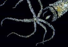 Melting of massive ice ‘lid’ resulted in huge release of CO2 at the end of the ice age