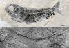 Neopterygian Fish with Secondary Sexual Characteristics Found from the Middle Triassic of China