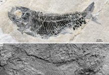 Neopterygian Fish with Secondary Sexual Characteristics Found from the Middle Triassic of China
