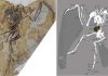 New basal ornithuromorph bird found in China