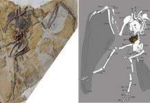 New basal ornithuromorph bird found in China
