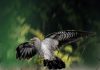 New enantiornithine bird with an aerodynamic tail found in China