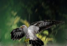 New enantiornithine bird with an aerodynamic tail found in China