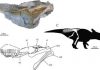 New leptoceratopsid found from the Upper Cretaceous of Shandong Province, China