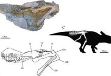 New leptoceratopsid found from the Upper Cretaceous of Shandong Province, China