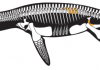 Newly discovered pliosaur terrorised ancient Russian seas