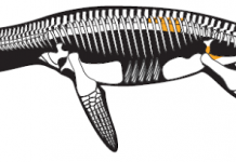 Newly discovered pliosaur terrorised ancient Russian seas