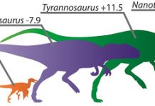 Paleontologists link leg length to running ability in bipedal carnivorous dinosaurs