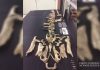 Research team identifies rare dinosaur from Appalachia