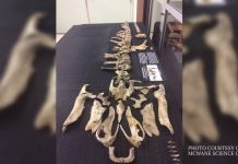 Research team identifies rare dinosaur from Appalachia
