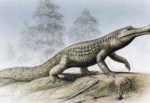 Sneaky crocodiles occupied sauropod hatcheries