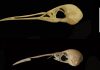 The five bird species that Darwin couldn’t discover in Madeira and the Azores