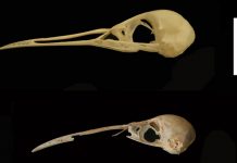 The five bird species that Darwin couldn’t discover in Madeira and the Azores