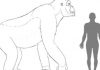 The giant ape went extinct 100000 years ago, due to its inability to adapt