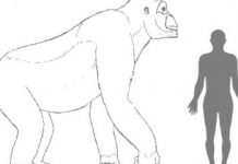 The giant ape went extinct 100000 years ago, due to its inability to adapt