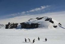 UQ researcher’s icy dinosaur hunt