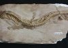 Virgin births may be common among snakes