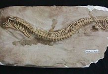 Virgin births may be common among snakes