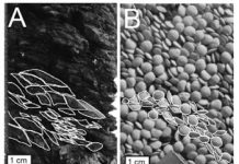 What do lentils have to do with geology?