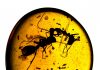 100-mllion-year-old amber preserves oldest animal societies