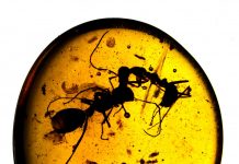 100-mllion-year-old amber preserves oldest animal societies