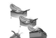 500 million-year-old fossils show how extinct organisms attacked their prey