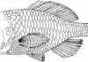 A New Species of Cretaceous Acanthomorph from Canada