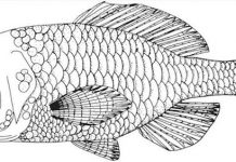 A New Species of Cretaceous Acanthomorph from Canada