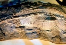 A Texas fish of the dinosaur era, on display at the Perot Museum, found to be a new species