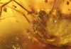 A penis in amber