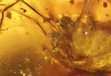 A penis in amber