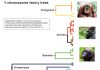 Ancient chimpanzee ‘Adam’ lived over one million years ago, research reveals
