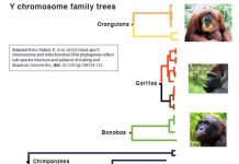 Ancient chimpanzee ‘Adam’ lived over one million years ago, research reveals