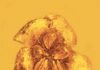 Ancient flowering plant was beautiful, but probably poisonous