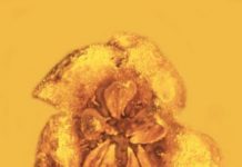 Ancient flowering plant was beautiful, but probably poisonous