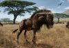 Ancient wildebeest-like animal shared ‘bizarre’ feature with dinosaur