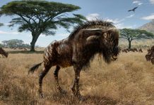 Ancient wildebeest-like animal shared ‘bizarre’ feature with dinosaur