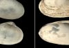 Clams help date duration of ancient methane seeps in the Arctic