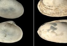 Clams help date duration of ancient methane seeps in the Arctic