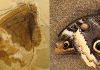Discovery of ‘Jurassic butterflies’